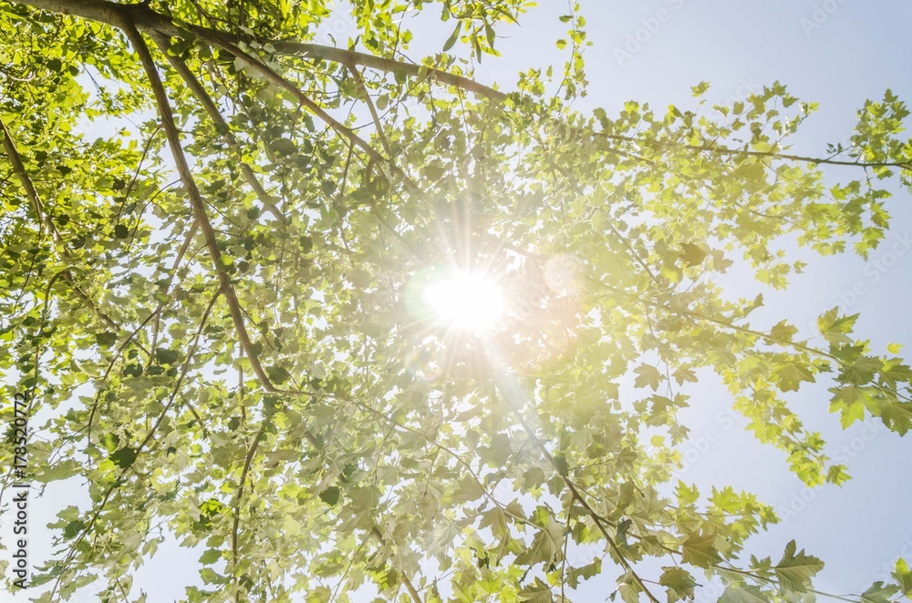 Obraz premium sun ray across tree branches