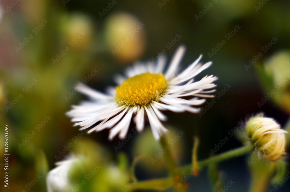 custom made wallpaper toronto digitalwhite flower