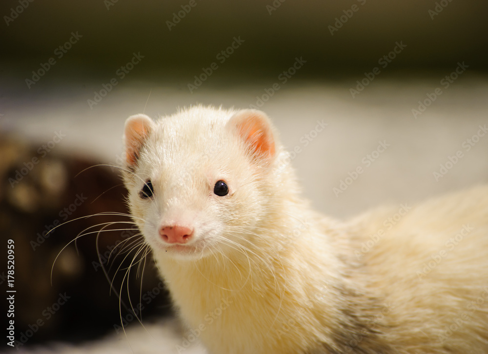 Cream Ferret outdoor portrait