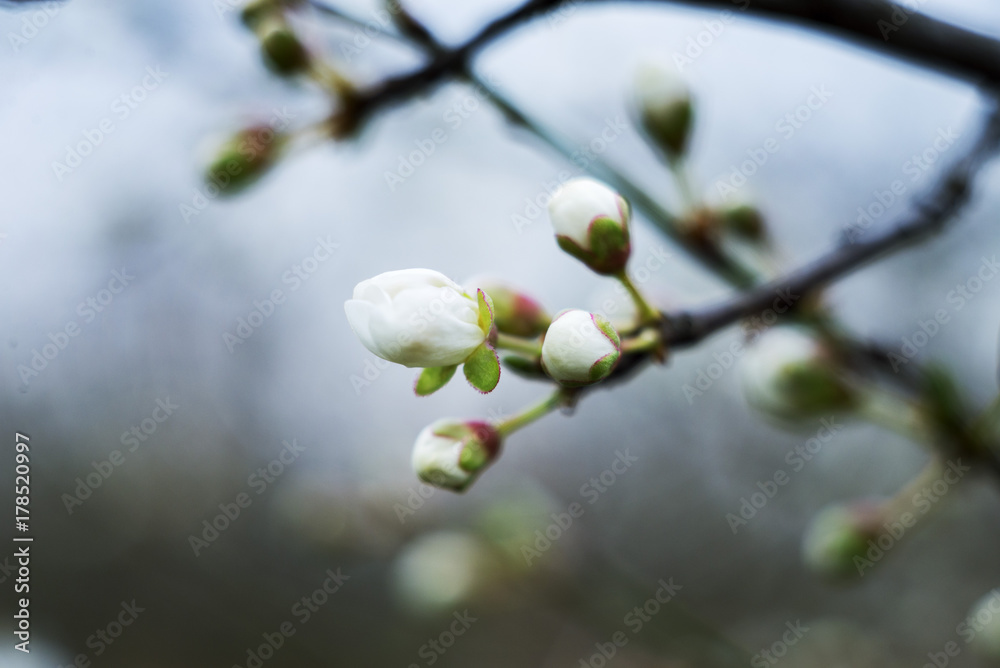 Fototapeta premium spring tree blossom