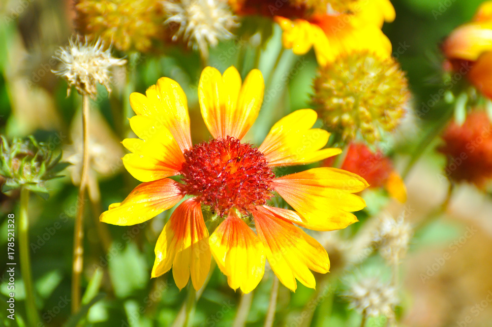 Autumn flower in garden. Flower blooming in November Autumn flower in garden. Flower blooming in November