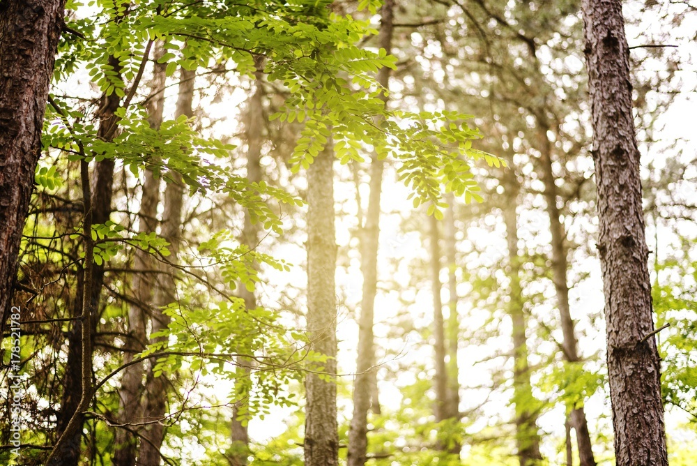 Obraz premium wood forest trees with sun shine