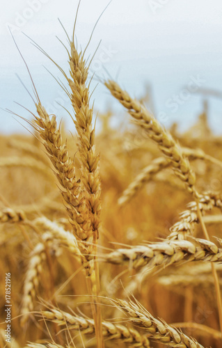 Ears of ripe wheat