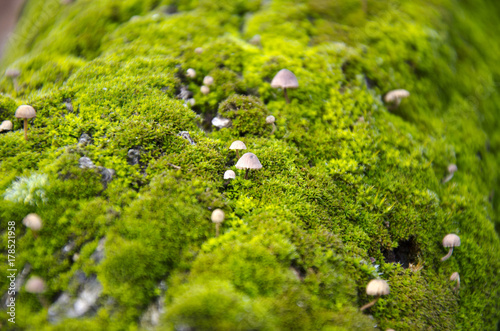 green tree moss with small mushrooms