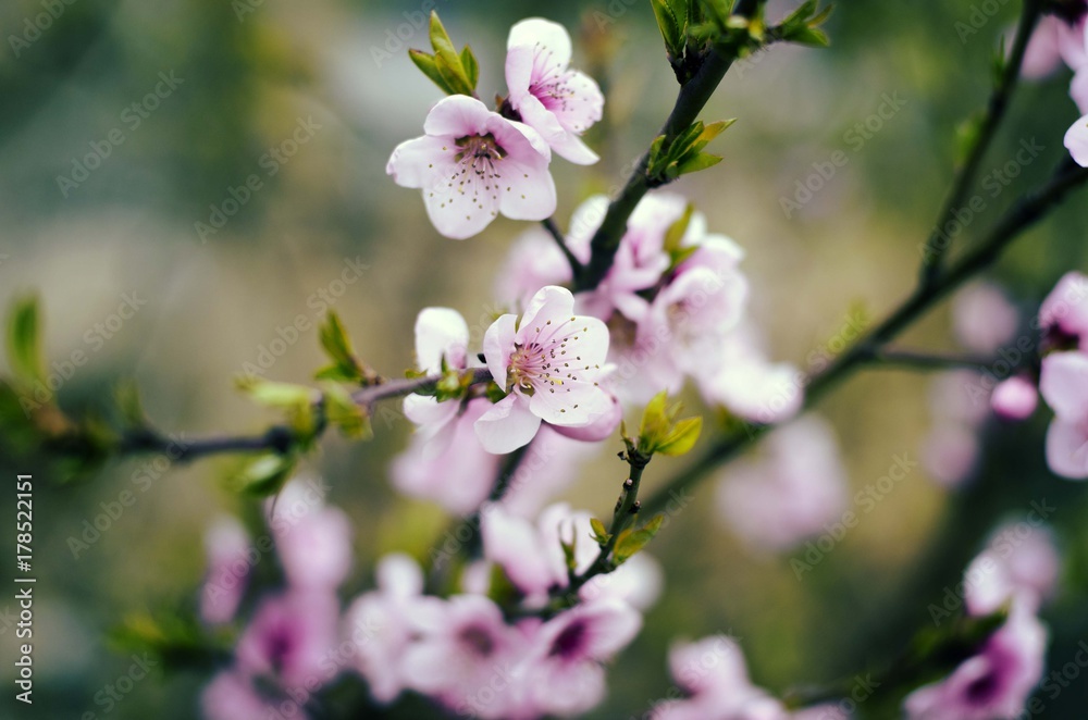 spring blossom flower
