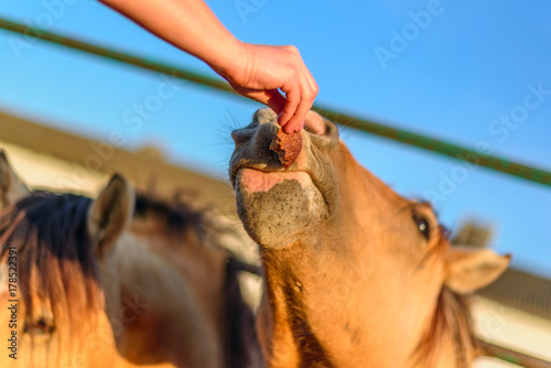 man feeds a horse