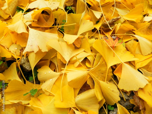 いちょう　銀杏　紅葉　黄色　イチョウの葉　枯葉　