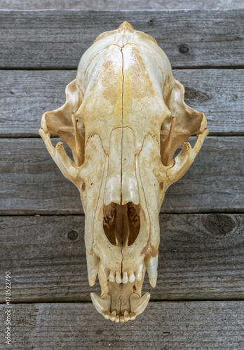 Bear Skull