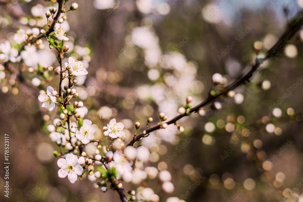 spring tree blossom