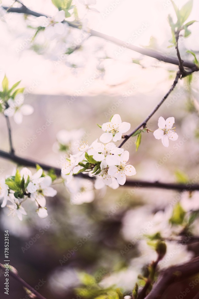spring blossom tree background