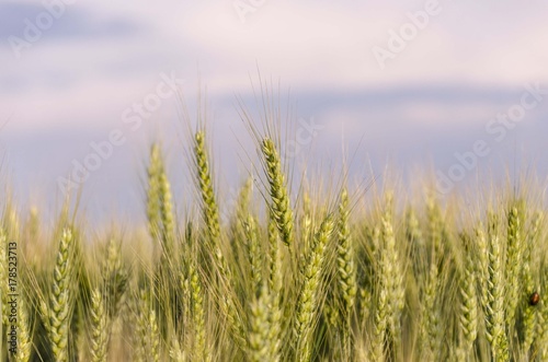 wheat field