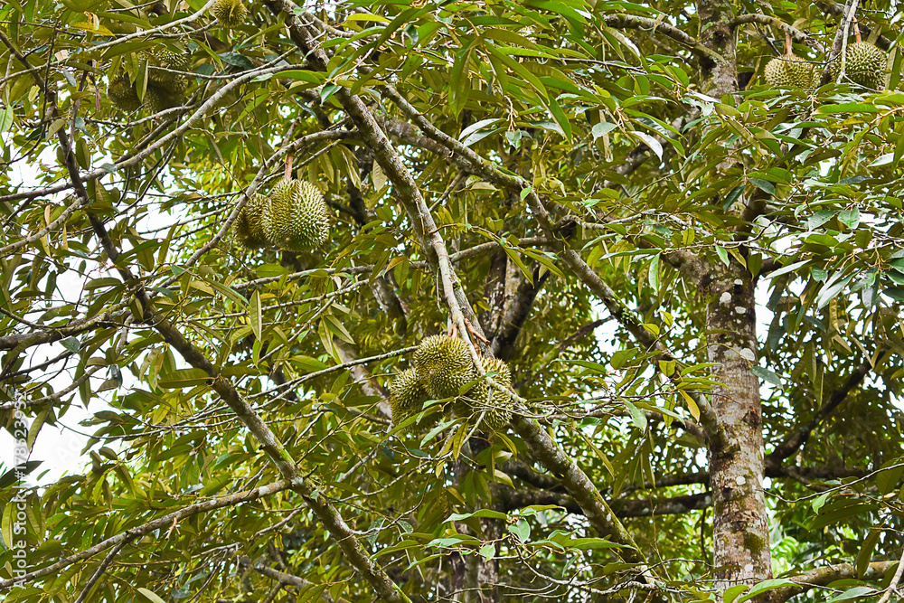 Durian tree in the garden in Thailand, the king of fruits. Durian tree in the garden in Thailand, the king of fruits.