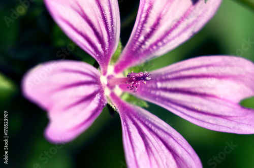 wild purple flower