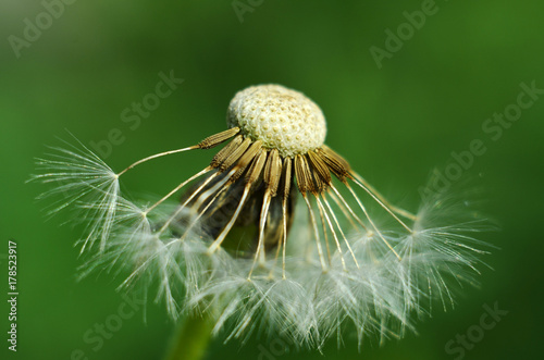 dandelion plant close up 