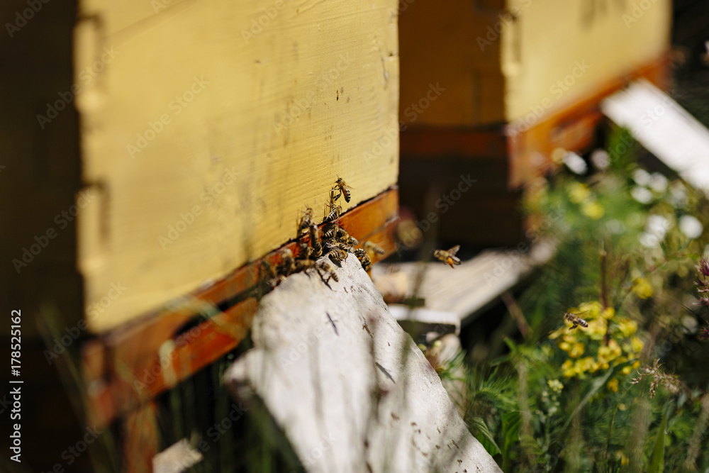 Bees at the entrance of the hive Bees at the entrance of the hive