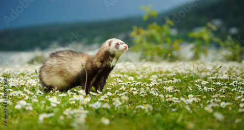 Tableau sur toile Ferret outdoor portrait in field of spring flowers