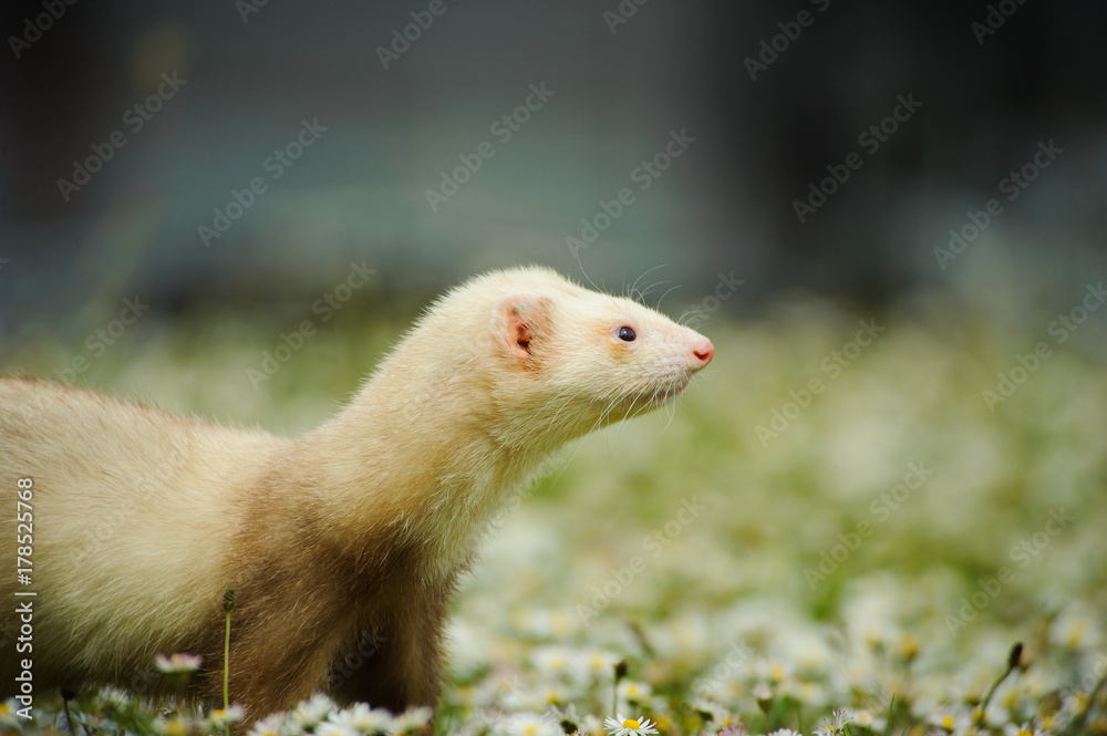 Ferret outdoor portrait Ferret outdoor portrait
