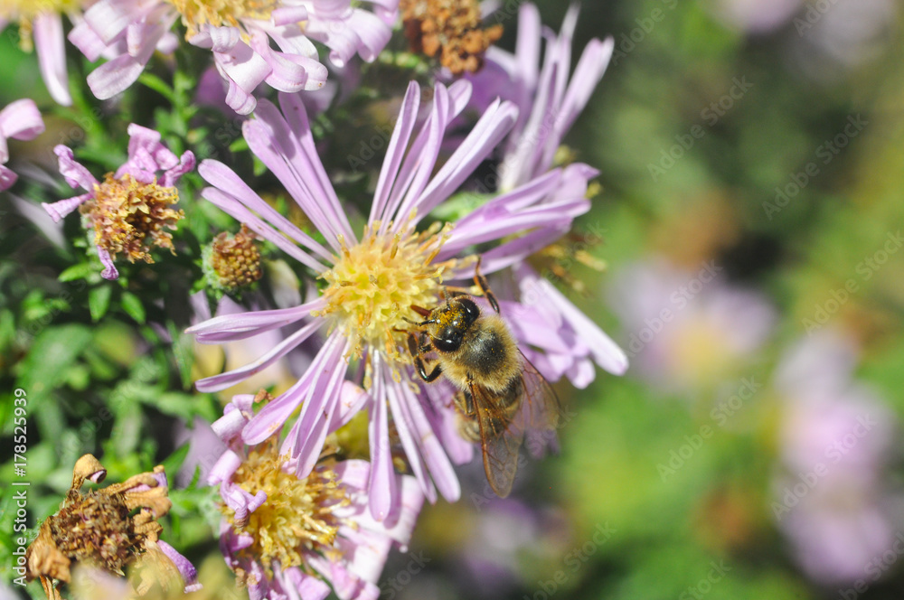 The European honey bee (Apis mellifera) pollinating Aster flower. Honey bee on autumn flowers in garden The European honey bee (Apis mellifera) pollinating Aster flower. Honey bee on autumn flowers in garden