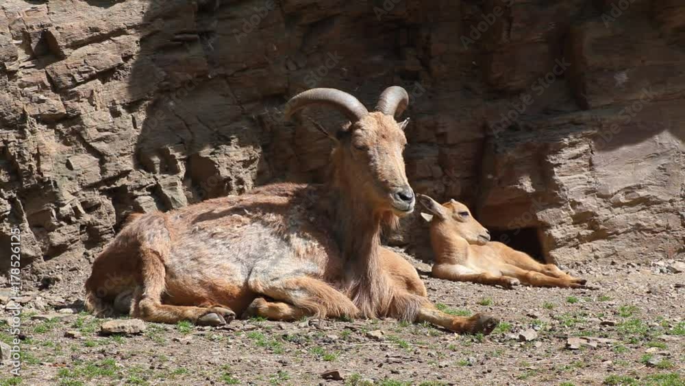 Old and young Barbary sheep on the rock (ammotragus lervia) Old and young Barbary sheep on the rock (ammotragus lervia)