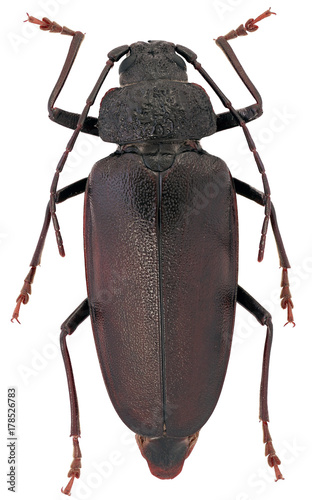 owad chrząszcz borodziej prochnik Ergates faber kózkowate Cerambycidae