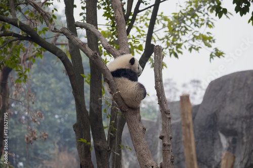 Fototapeta Naklejka Na Ścianę i Meble -  Giant panda eating bamboo