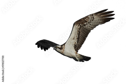Osprey  Pandion haliaetus 