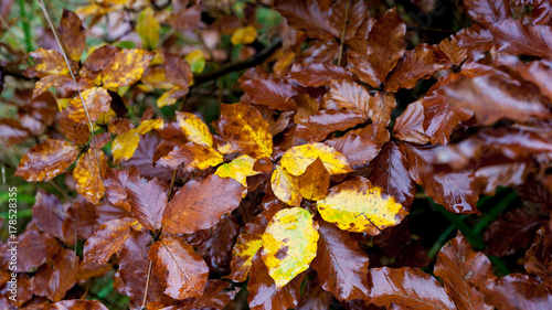 autumn leaves (ID: 178528355)