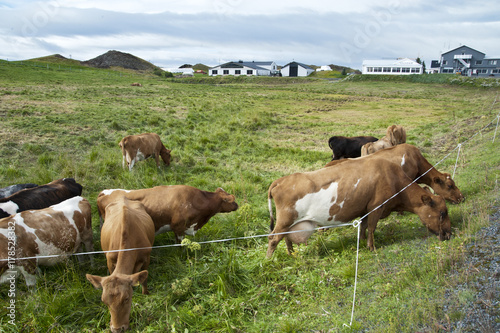 Cows grazing in a typical Icelandic landscape, a wild nature of rocks and shrubs, rivers and lakes.