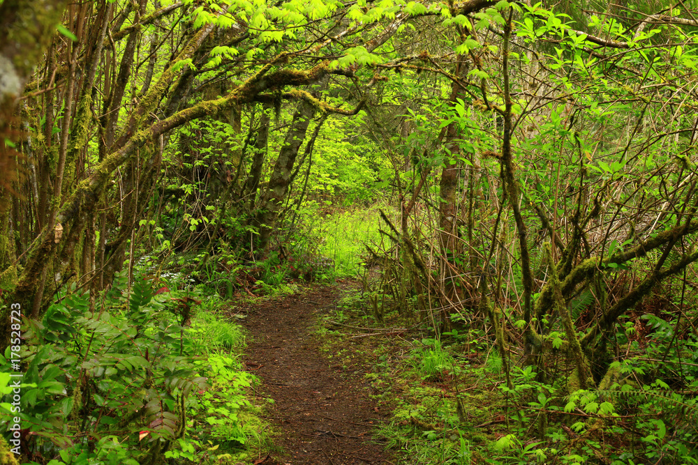 Obraz premium a picture of an Pacific Northwest forest trail