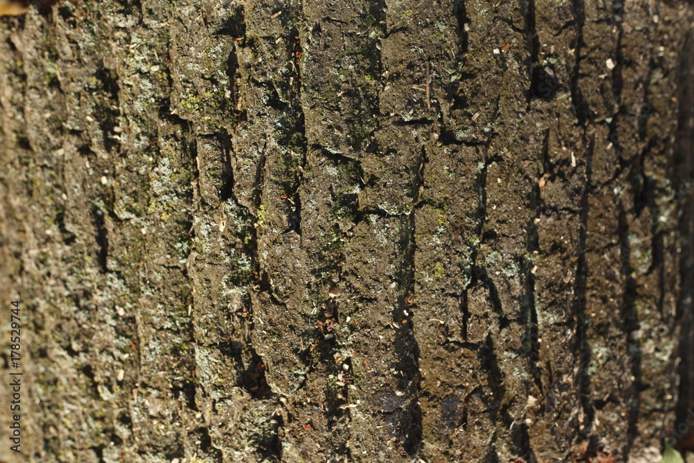 Naklejka premium Holztextur, Hintergrundbild, braune Baumrinde