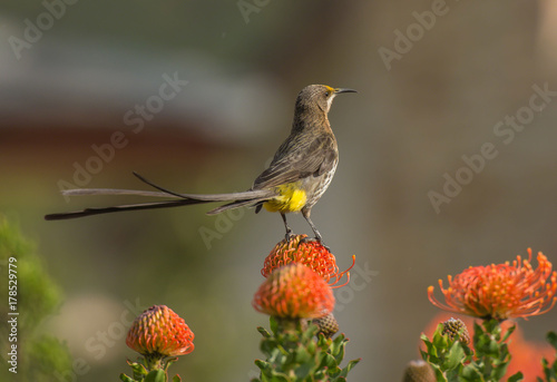 Cape Sugar bird, male,  Promerops cafer, on Pincushion Fynbos, South Africa