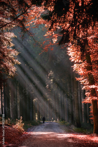 Silhouette of a woman walking alone in a surreal forest among huge red trees.