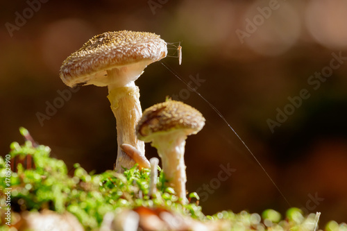 Close-up macro photo of a group of honey mushrooms (Armillaria mellea) growing on a mossy stump, with snail and mosquito.