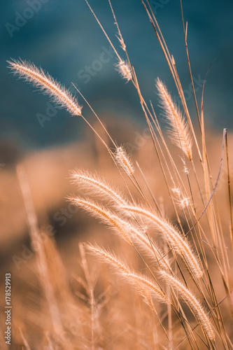 Close focus scene of yellow flower grass moving from wind with blurry background scene of meadow and dark blue forest. 