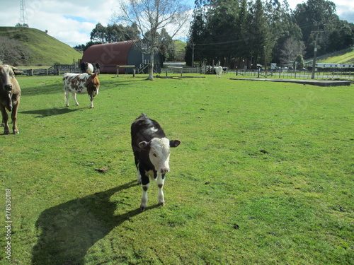 牧場の子牛、ニュージーランド