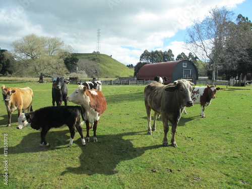 様々な種類の牛、ニュージーランド