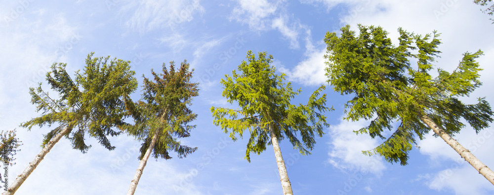 what are the tops of the fir trees, with the lower branches cut off against the background of the blue sky