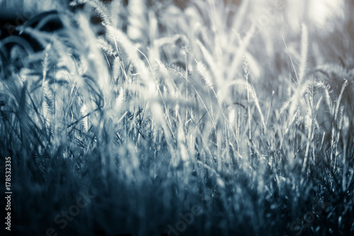 meadow grass fiels with flower in sutset landscape background photo