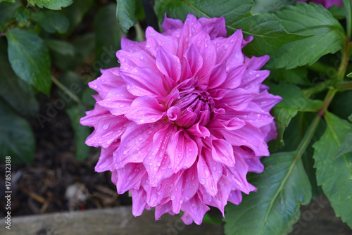 Fototapeta Naklejka Na Ścianę i Meble -  Dahlia rose en été au jardin