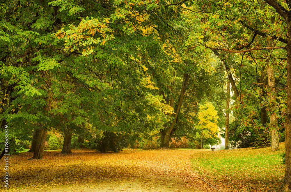 Naklejka premium Autumn park with orange trees and empty alley , natural seasonal hipster background