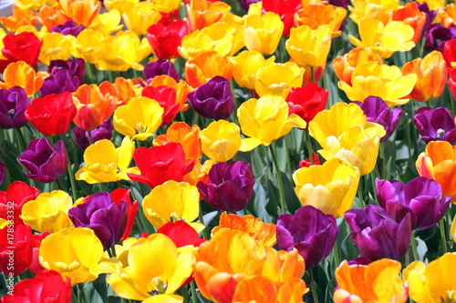 Fototapeta Naklejka Na Ścianę i Meble -  Amsterdam tulips blooming in a field outdoors.
