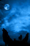 Wolves pack with Moon over night blue sky 