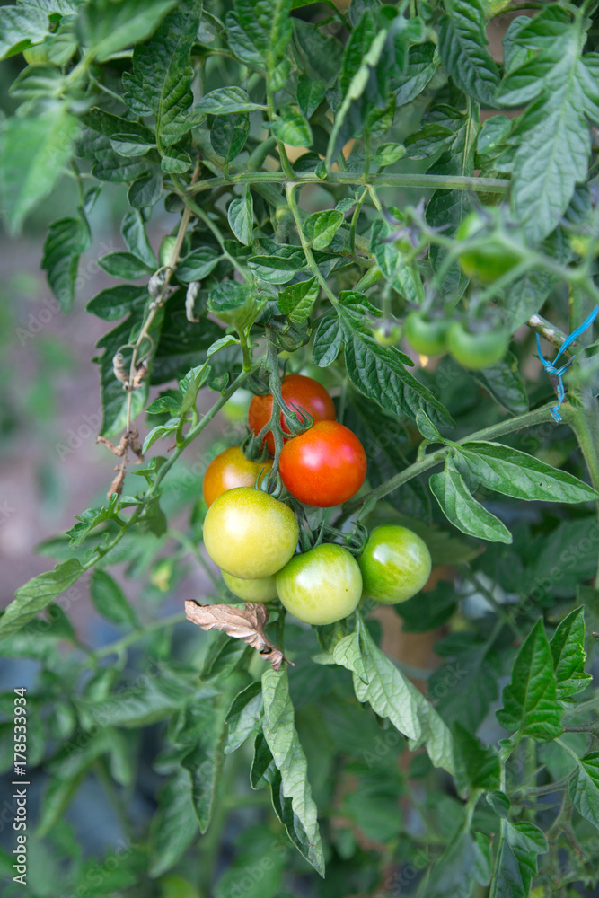 Tomates