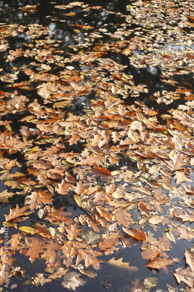 braun verfärbtes Herbstlaub in einem Gewässer schwimmend braun verfärbtes Herbstlaub in einem Gewässer schwimmend