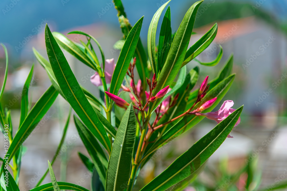 Beautiful mediterranean flowers Beautiful mediterranean flowers