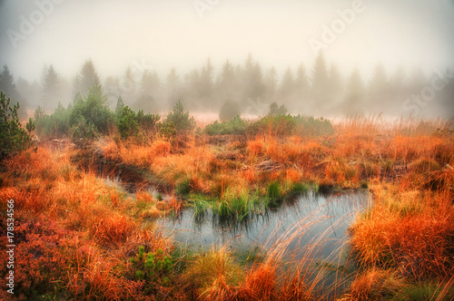 Herbst im Moor (Autumn in Swamp)
