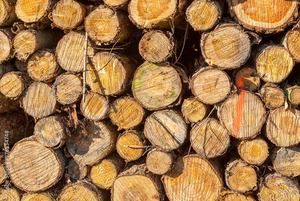 Holz Querschnitt Baum Bäume Stapel Holz Querschnitt Baum Bäume Stapel