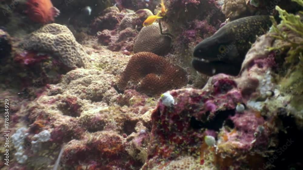 Diver feeds moray eel with fish food from hands underwater in Maldives. Unique macro video closeup footage. Abyssal relax diving. Natural aquarium of sea and ocean. Beautiful dangerous animals. Diver feeds moray eel with fish food from hands underwater in Maldives. Unique macro video closeup footage. Abyssal relax diving. Natural aquarium of sea and ocean. Beautiful dangerous animals.