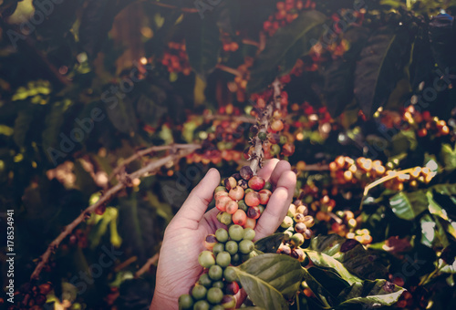arabica coffee berries with agriculturist hands. Hand holding coffee bean in the morning
