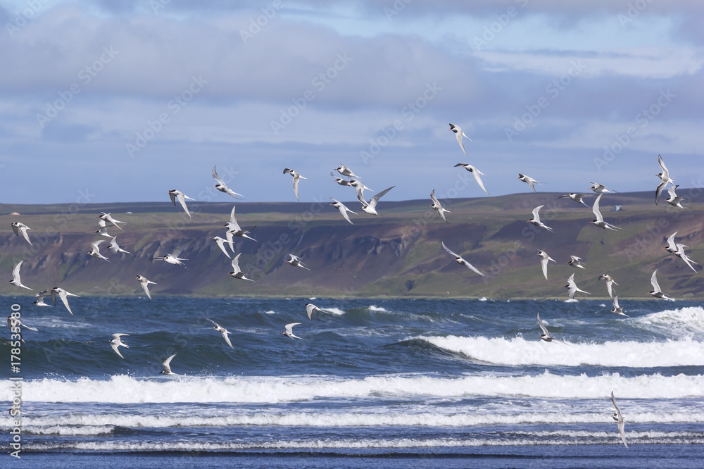 Arctic terns flying over the beach